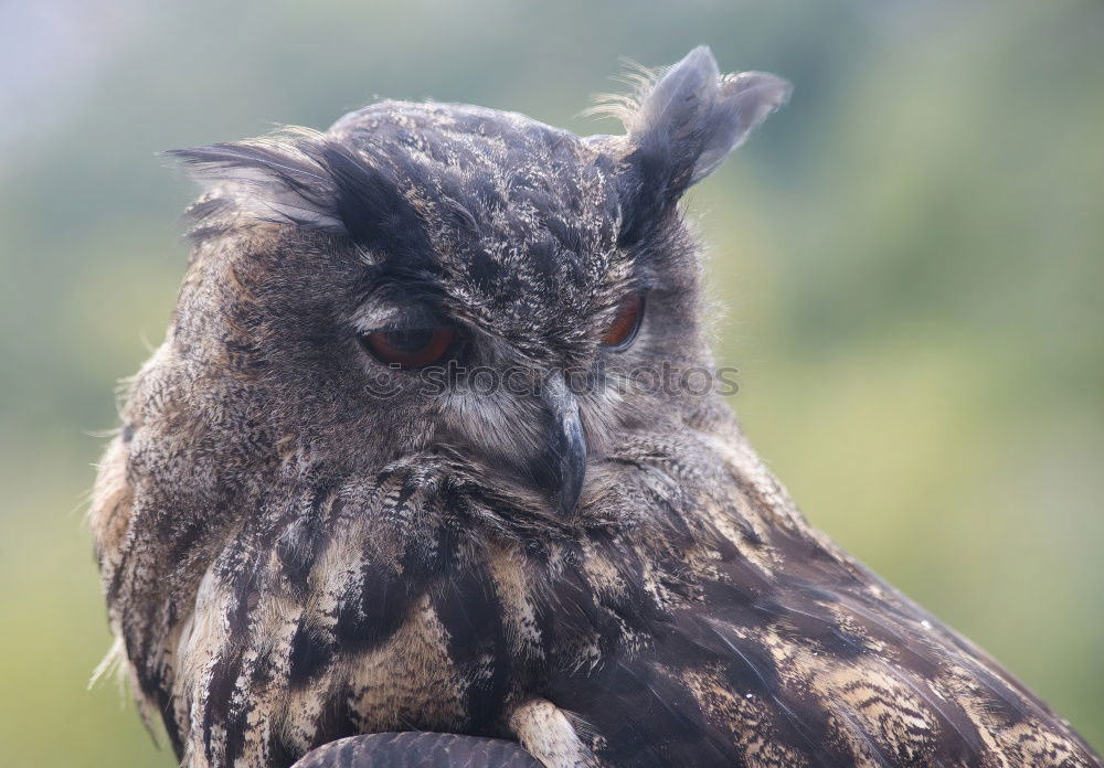 Similar – Image, Stock Photo Short-Eared Owl Nature