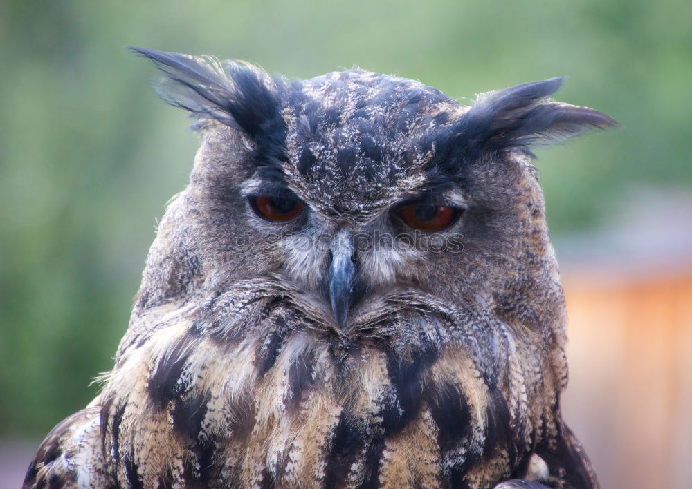 Similar – Image, Stock Photo Short-Eared Owl Nature