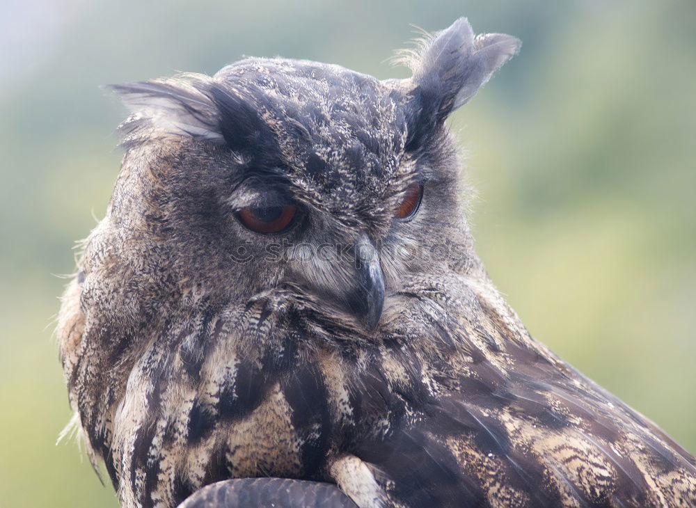 Similar – Image, Stock Photo Short-Eared Owl Nature