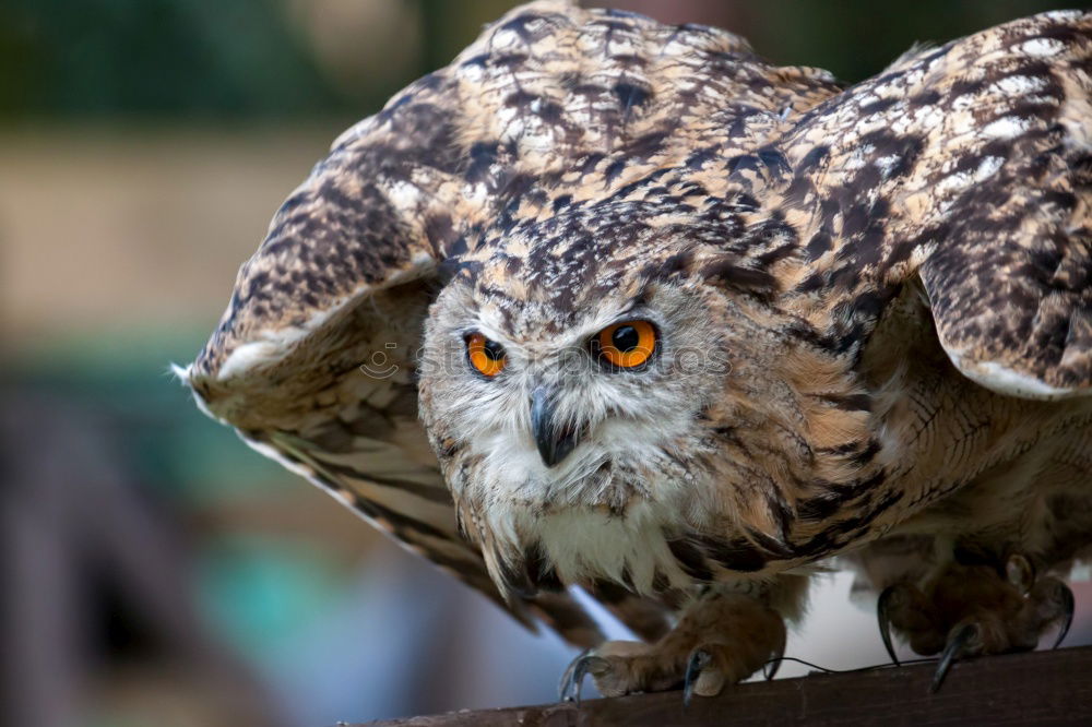 Similar – Image, Stock Photo Short-Eared Owl Nature