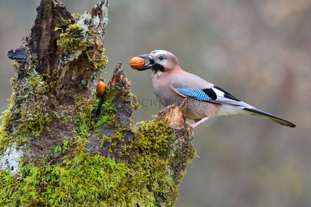 Image, Stock Photo Jay in the tree Nature