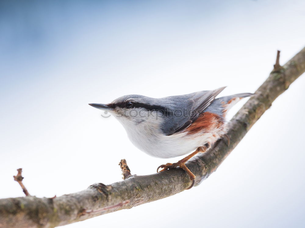 Similar – Nuthatch on a tree trunk