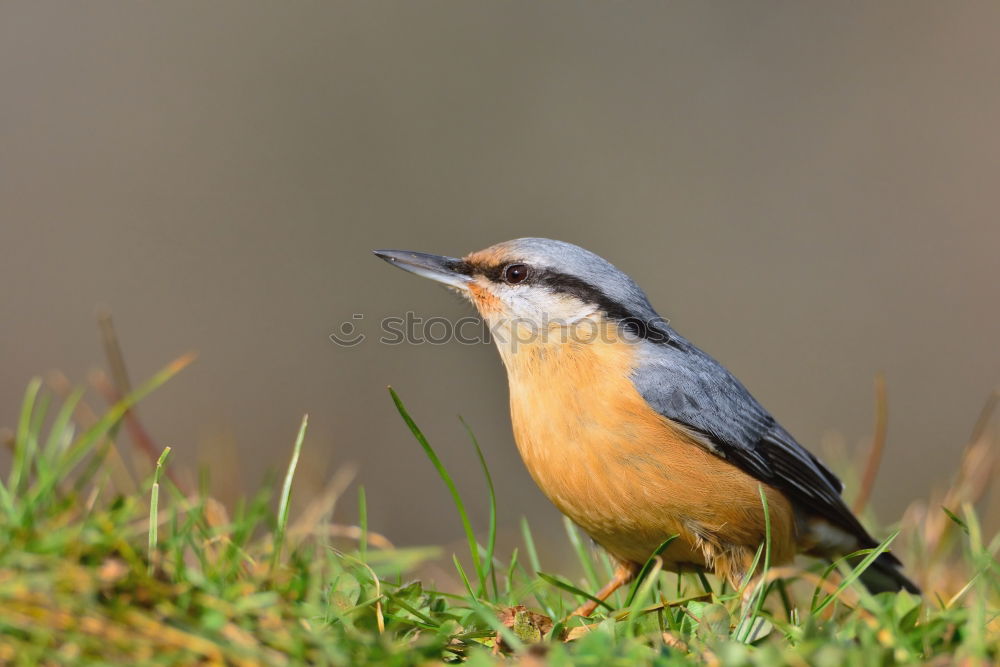 Similar – Nuthatch on a tree trunk