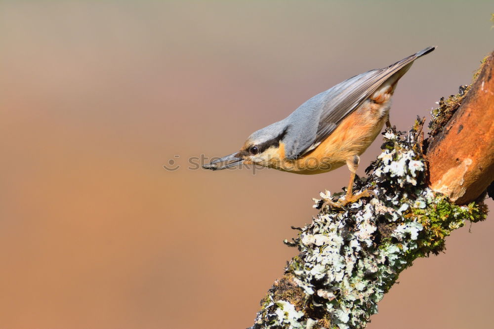 Nuthatch on a tree trunk