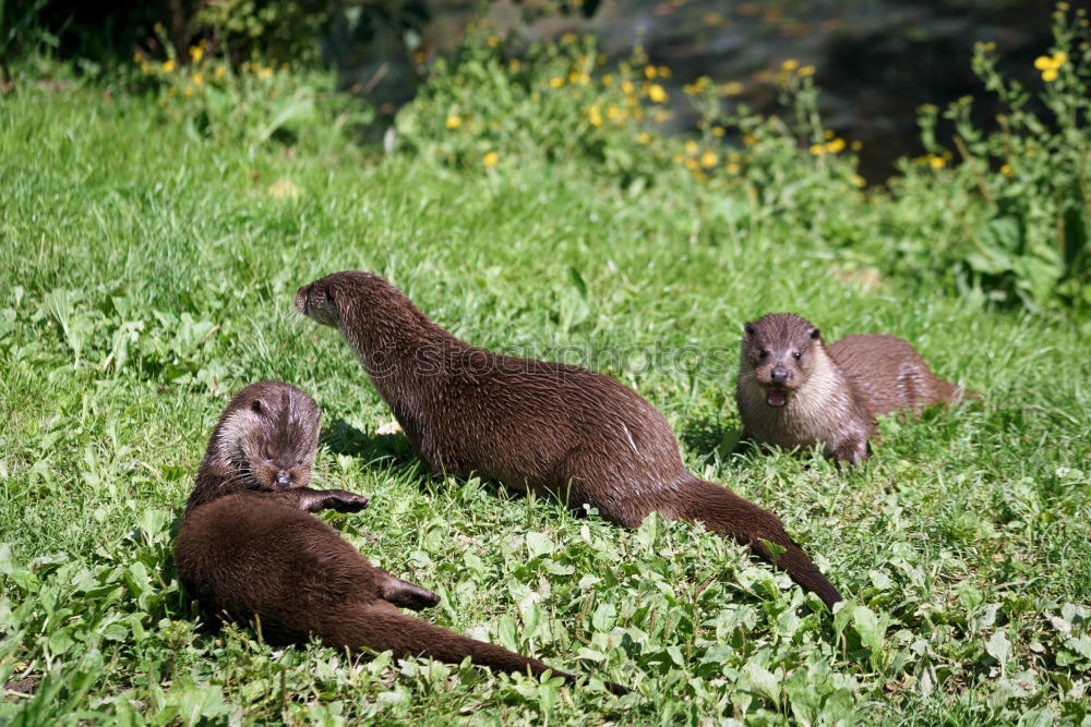 Similar – Image, Stock Photo cleaning and dozing Animal