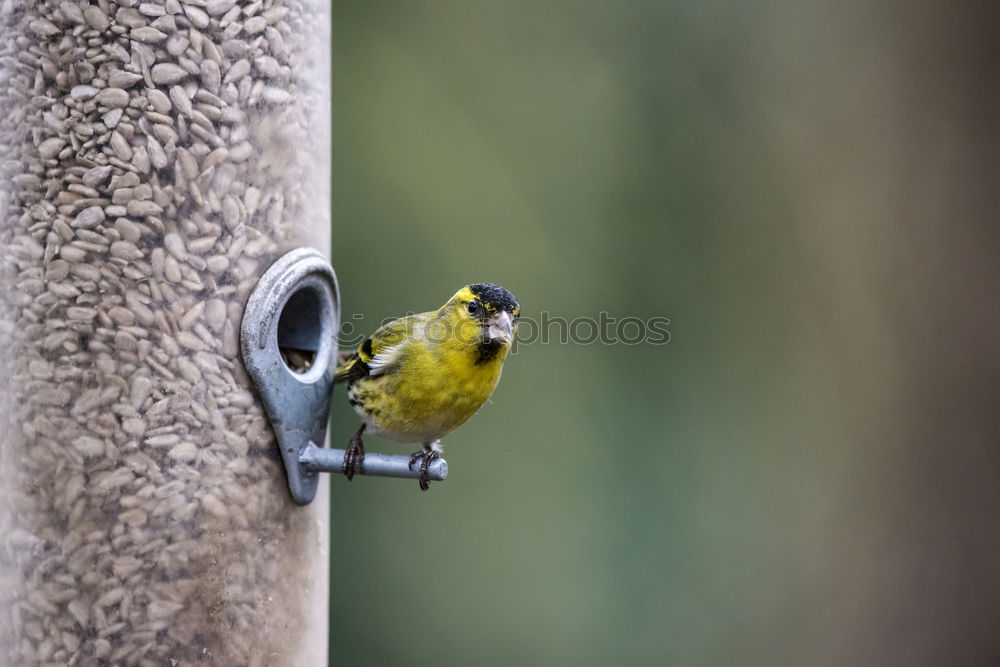 Foto Bild Vogel guckt aus sein Vogelhaus