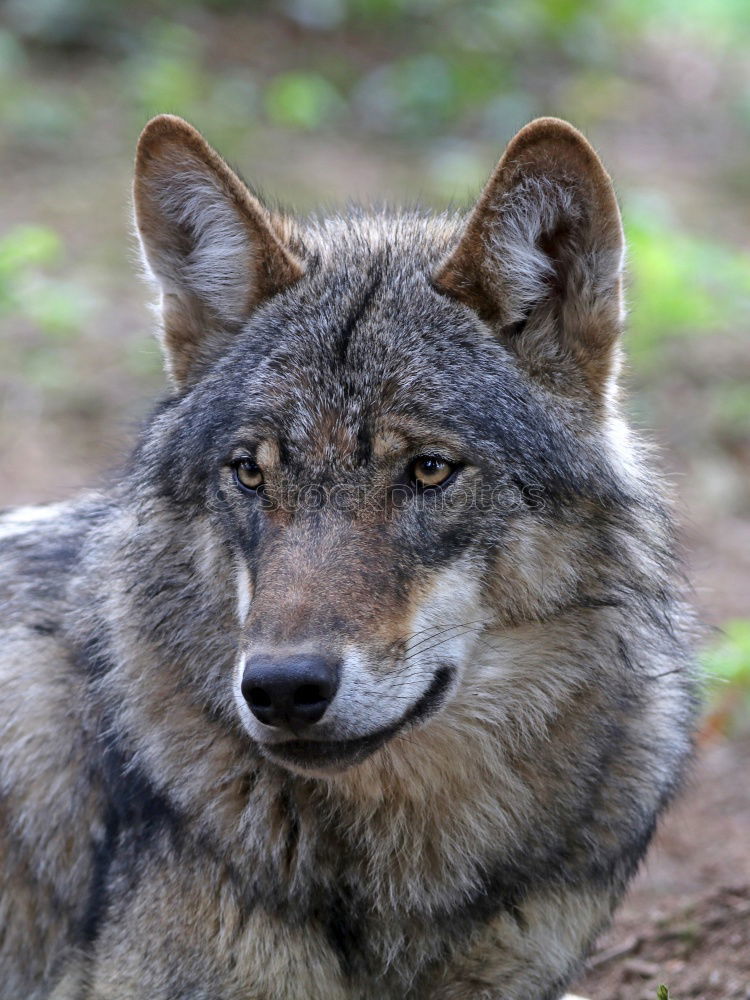 Similar – Image, Stock Photo inquisitiveness Wolf Snout