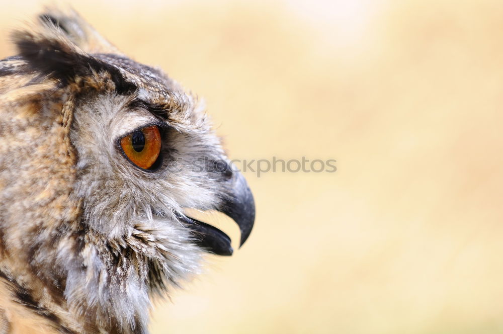 Similar – Eye and beak of vulture