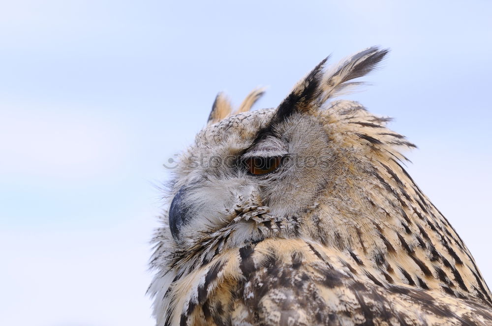 Similar – Augenblick III Zoo Tier