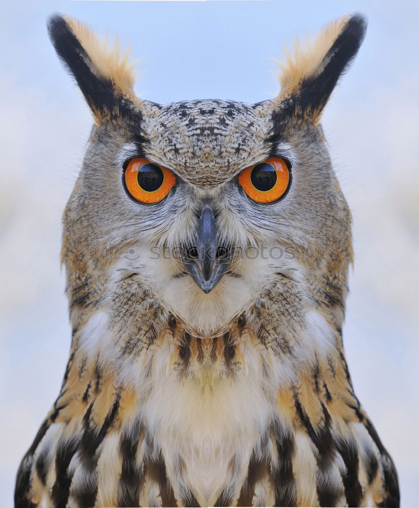 Similar – Image, Stock Photo Snowy owl face II