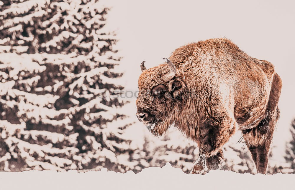 Similar – Boars pasturing between trees and snow