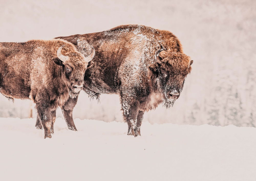 Similar – Boars pasturing between trees and snow