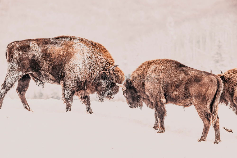 Similar – Boars pasturing between trees and snow