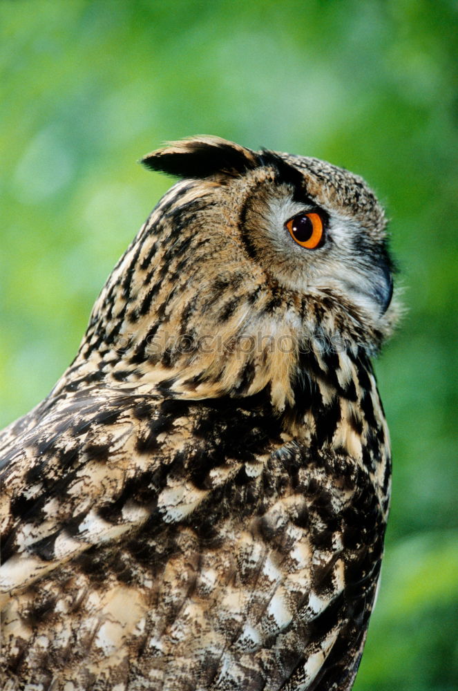 Similar – Image, Stock Photo The owl Environment Animal