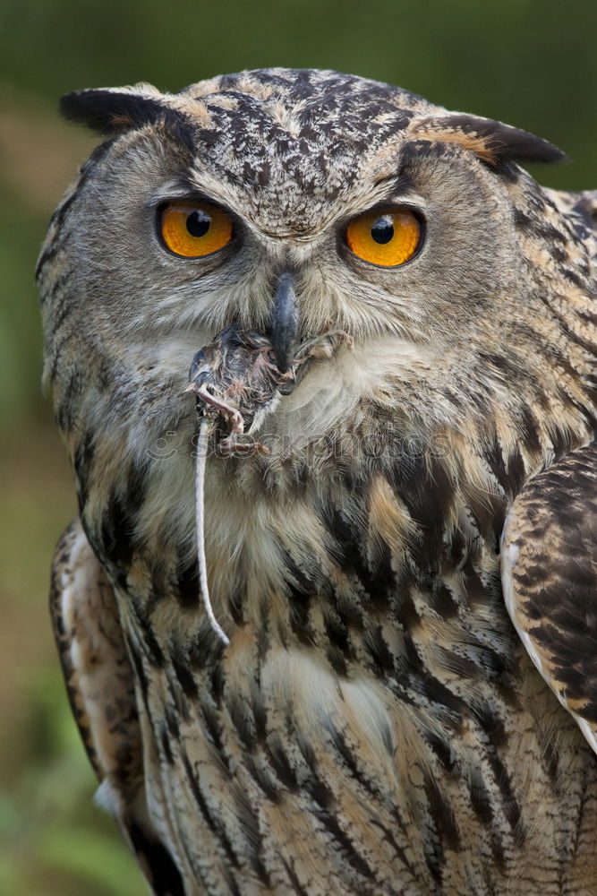 Similar – òó Animal Wild animal Zoo