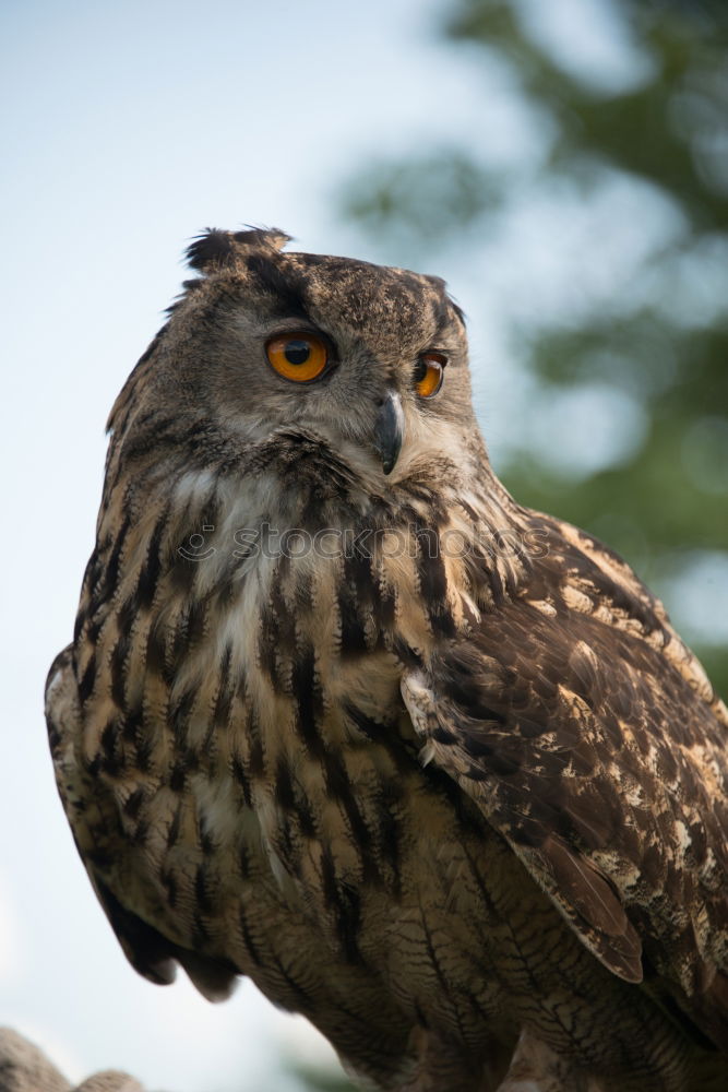 Image, Stock Photo Royal owl in a display of birds of prey, power and size