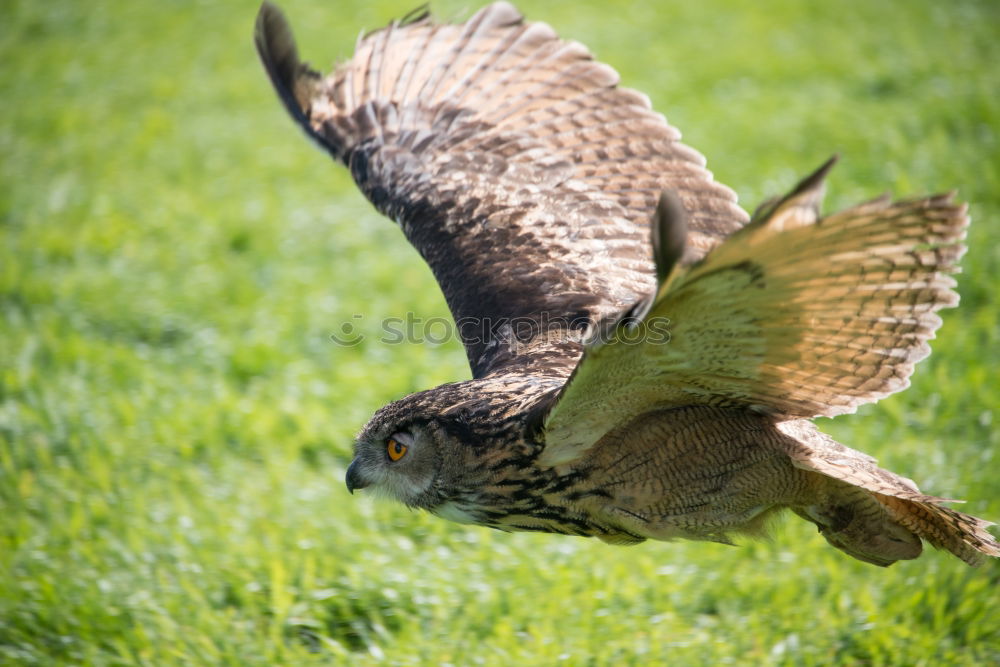 Image, Stock Photo landing approach