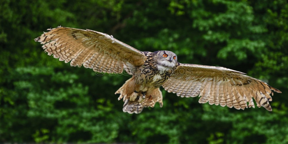 Similar – Image, Stock Photo barn owl Environment