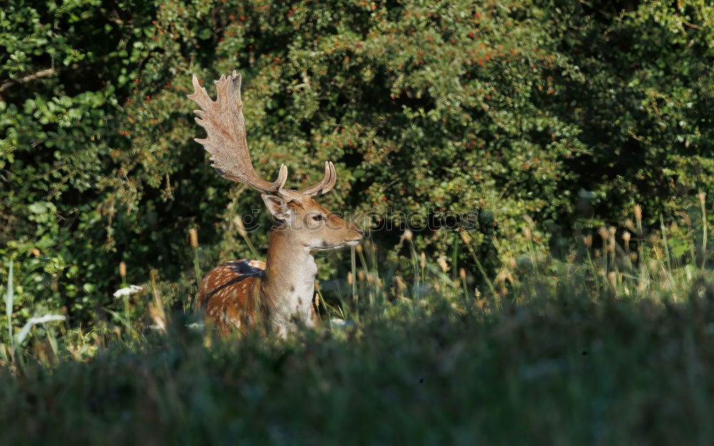 Similar – munching deer Animal