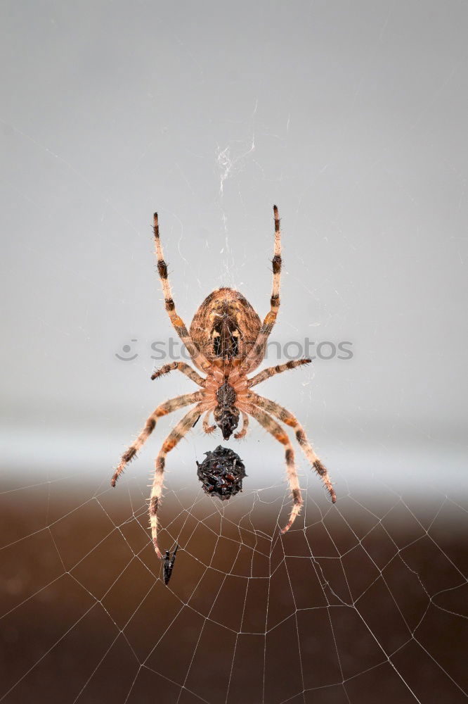 Similar – Spinne Unschärfe Balkon