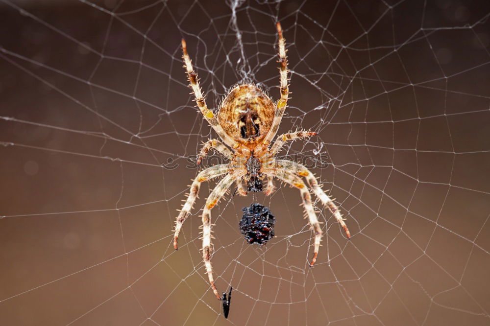 Similar – Image, Stock Photo Enjoy your meal. A spider in her web, she caught a ladybug