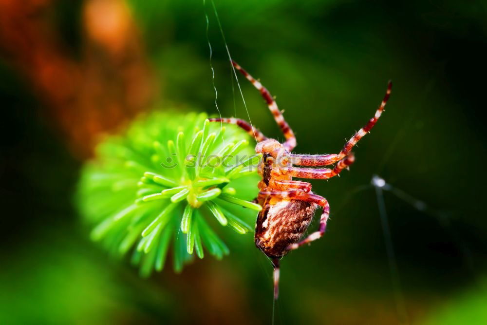 Similar – Checkered Thistlebuck (Agapanthia villosoviridescens)