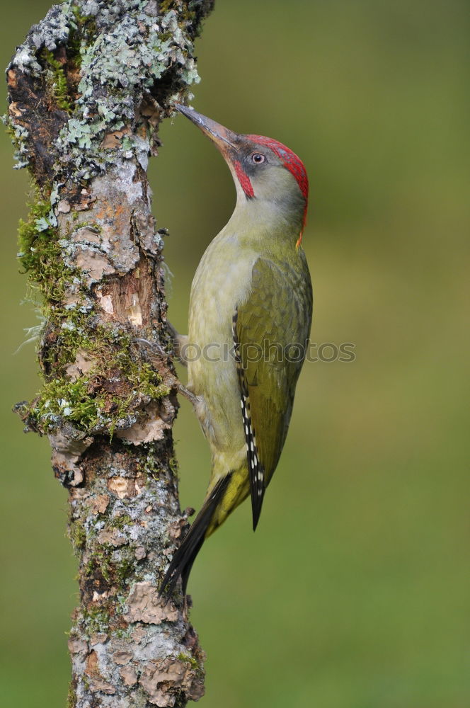 Similar – Image, Stock Photo Wonderful green bird on wood