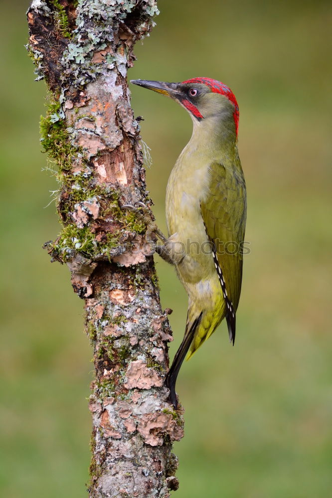 Image, Stock Photo Wonderful green bird on wood