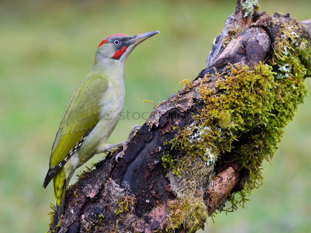 Similar – Image, Stock Photo Wonderful green bird on wood