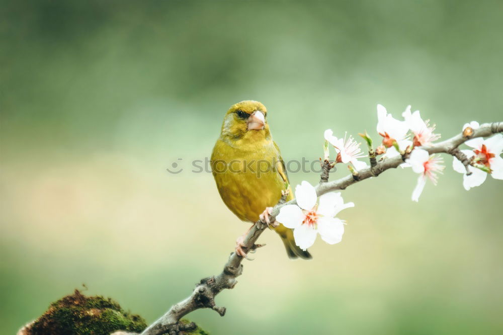 Similar – Image, Stock Photo black-yellow Nature Animal