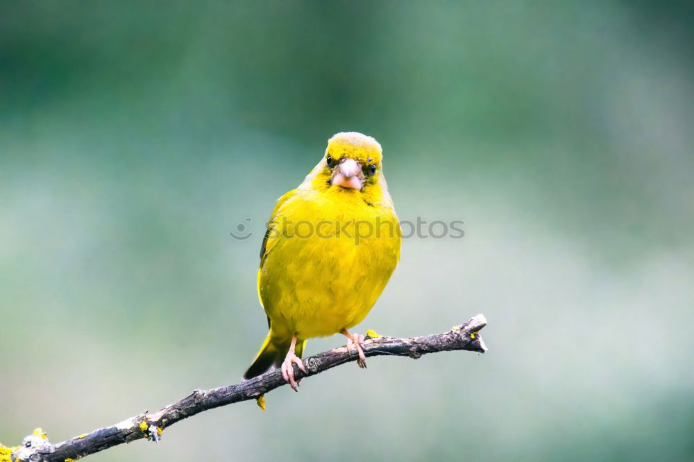 Similar – Image, Stock Photo black-yellow Nature Animal