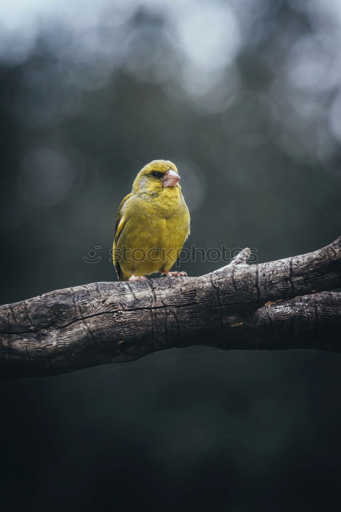 Similar – Image, Stock Photo Yellowhammer in the snow