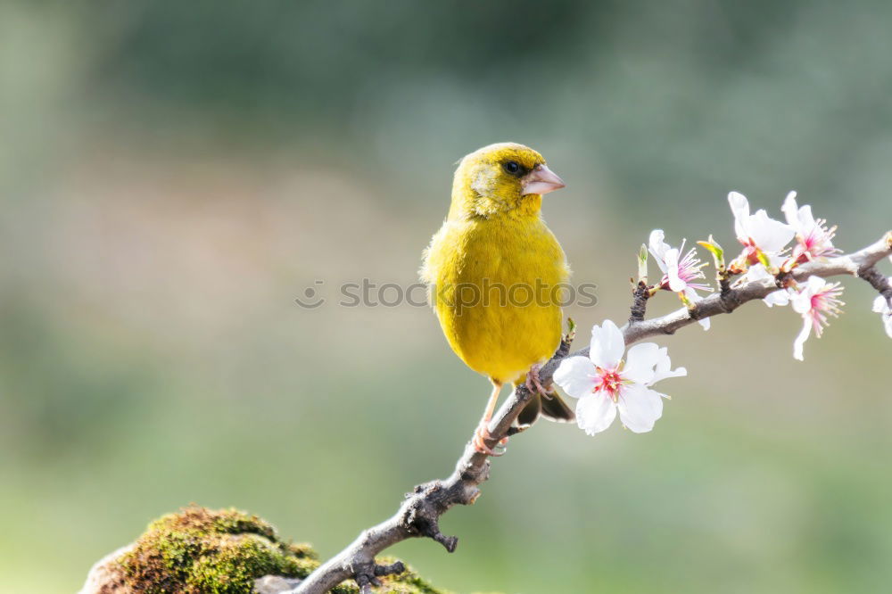 Similar – Image, Stock Photo black-yellow Nature Animal