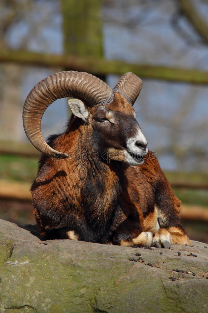 billy goat with mullet….