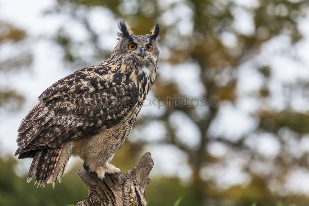 Similar – Image, Stock Photo bobby Animal Wild animal