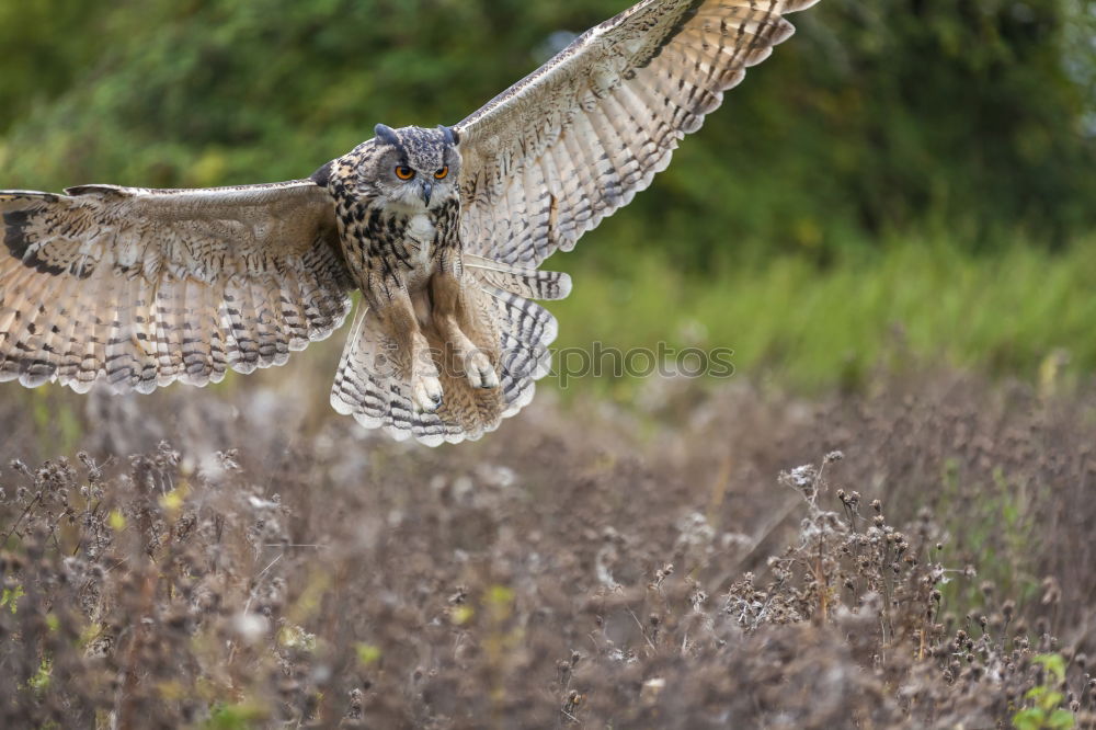 Similar – Image, Stock Photo Royal owl in a display of birds of prey, power and size