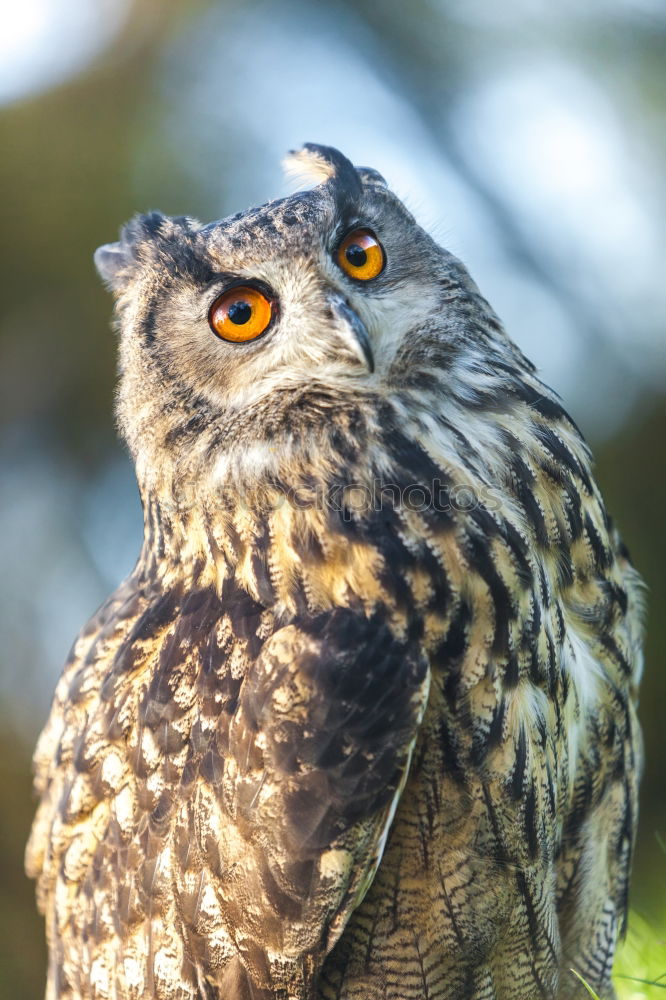 Similar – Image, Stock Photo The owl Environment Animal