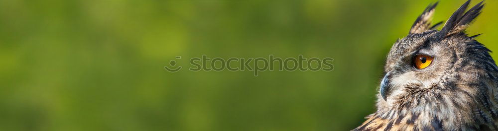 Similar – Image, Stock Photo I gotta go! Environment