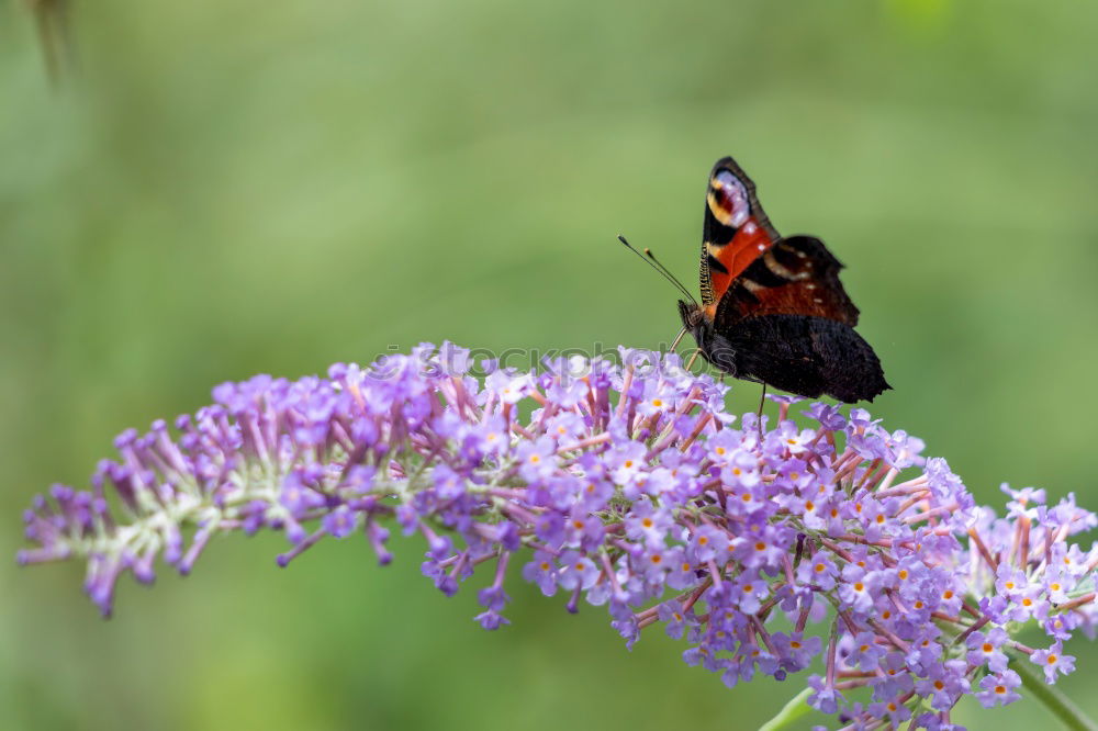 Similar – Foto Bild Letzten Sommer I Natur