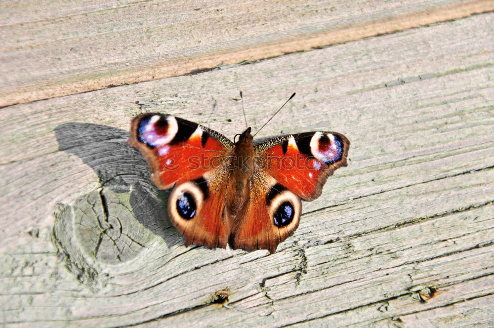 Peacock Butterfly