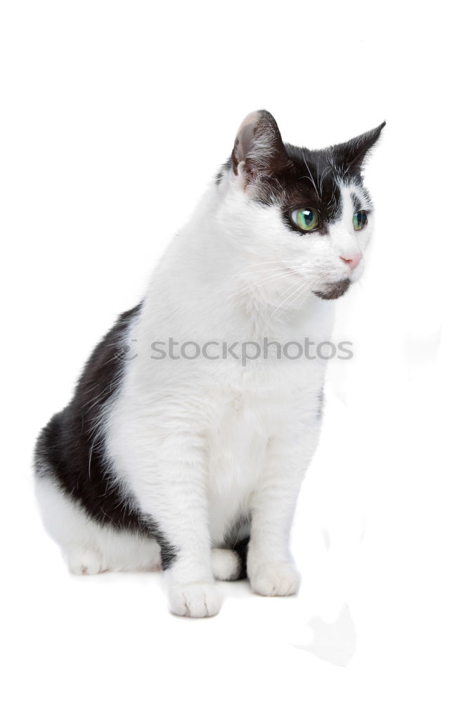 Image, Stock Photo hungry unhappy cat Pet Cat