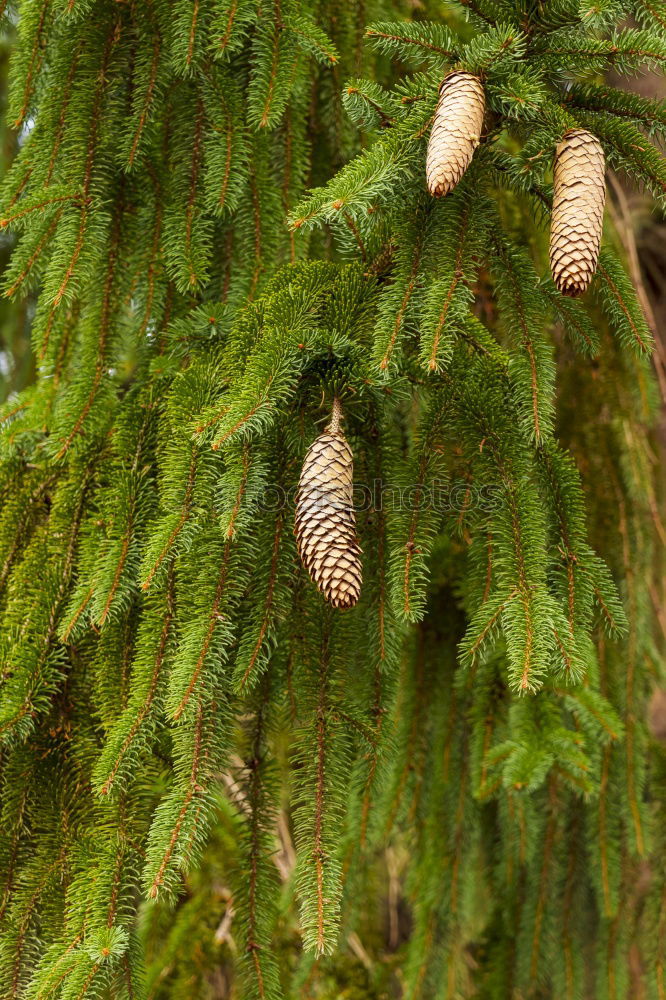 Nest of the oak tree Life