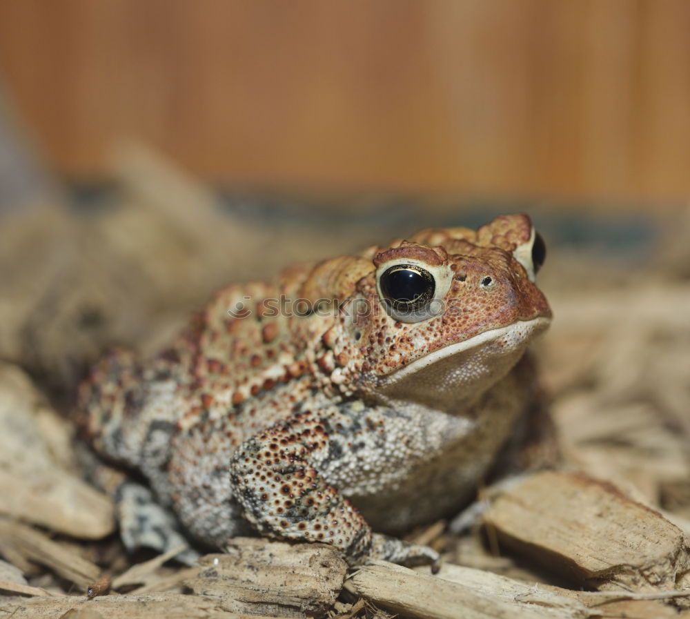 Similar – Image, Stock Photo frog Tree frog Green Frog