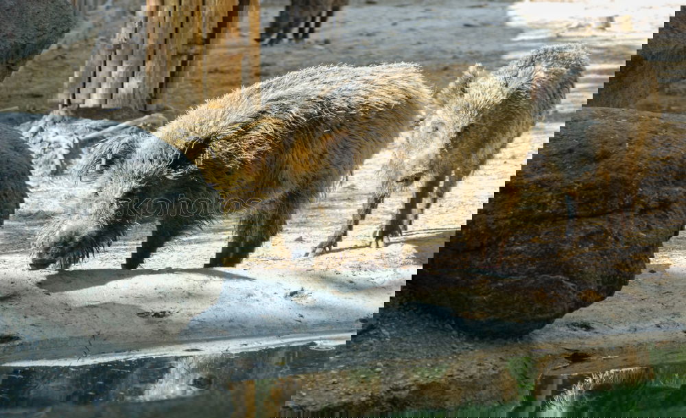 Similar – Foto Bild Kleines Schwein
