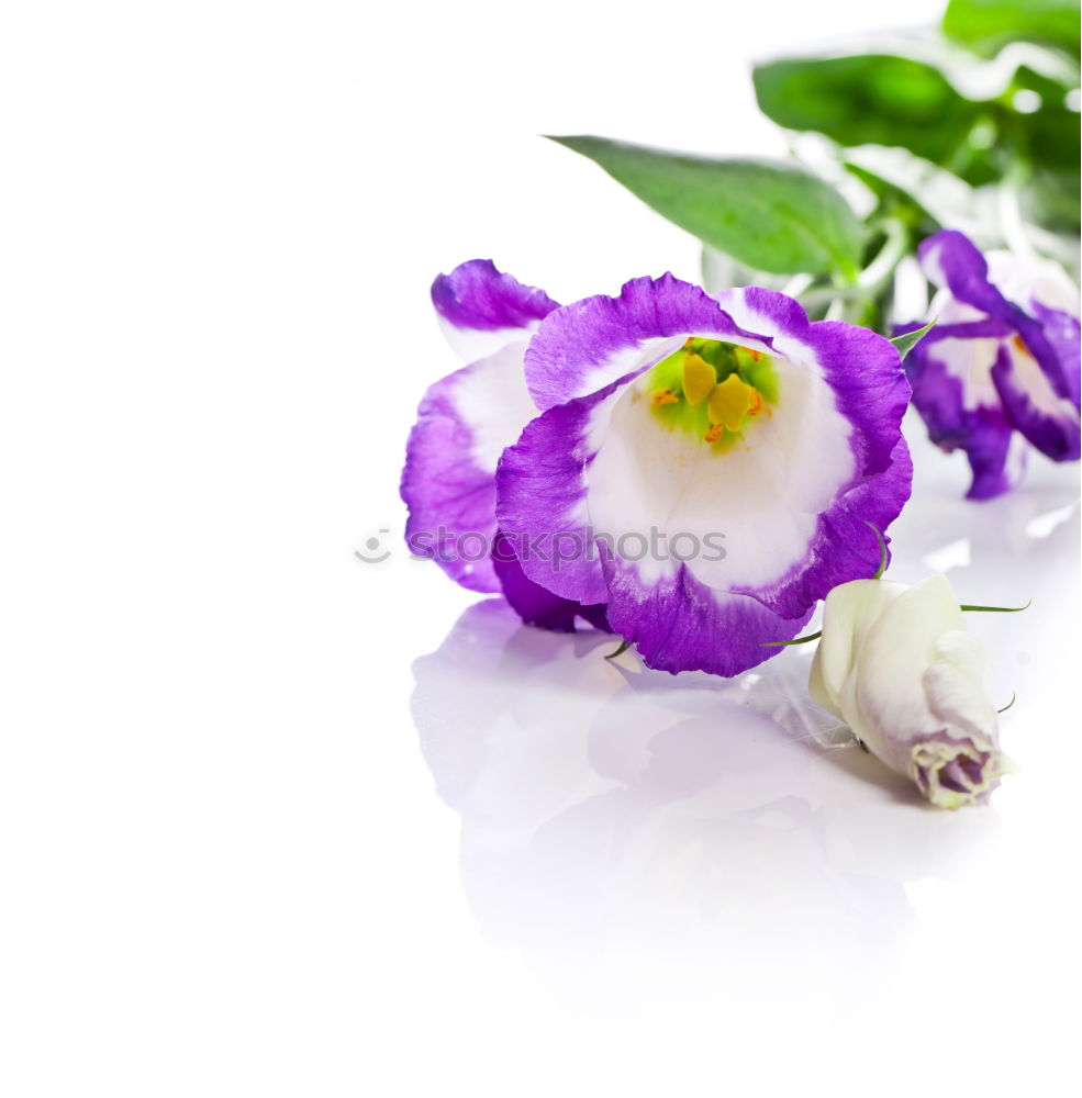 Similar – Image, Stock Photo purple flowers Blossom
