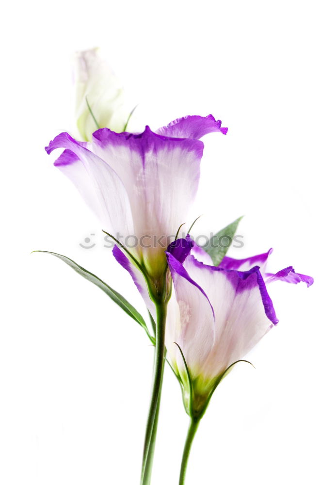 Similar – Image, Stock Photo French flax, linum narbonense,