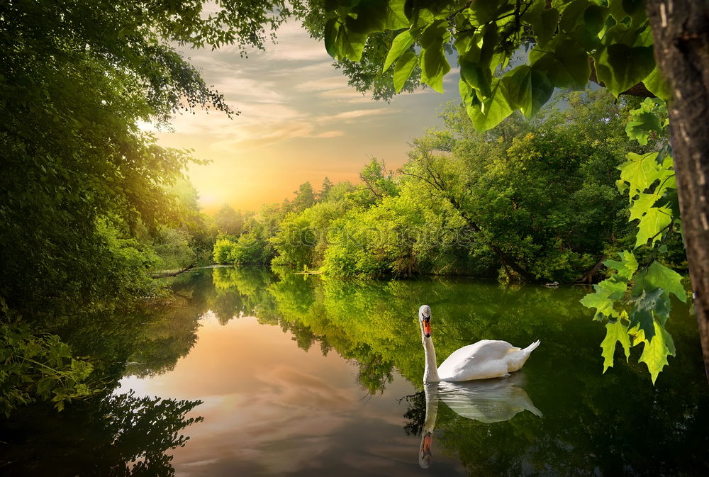 Similar – Image, Stock Photo Pond water with autumn leaves