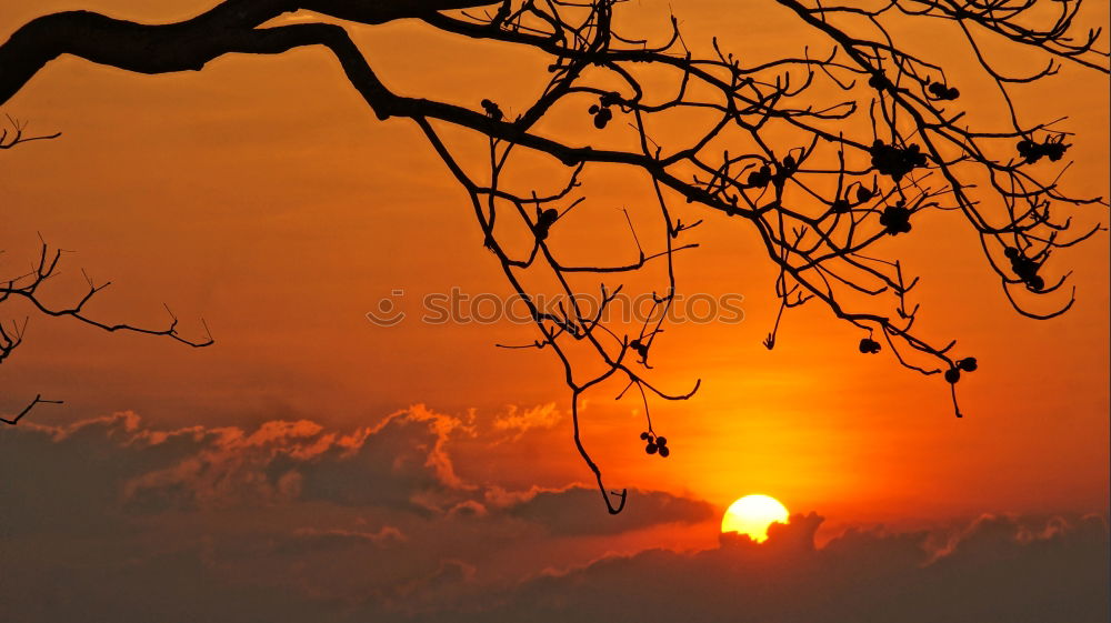 Similar – Image, Stock Photo sundown Sunset Forest Sky