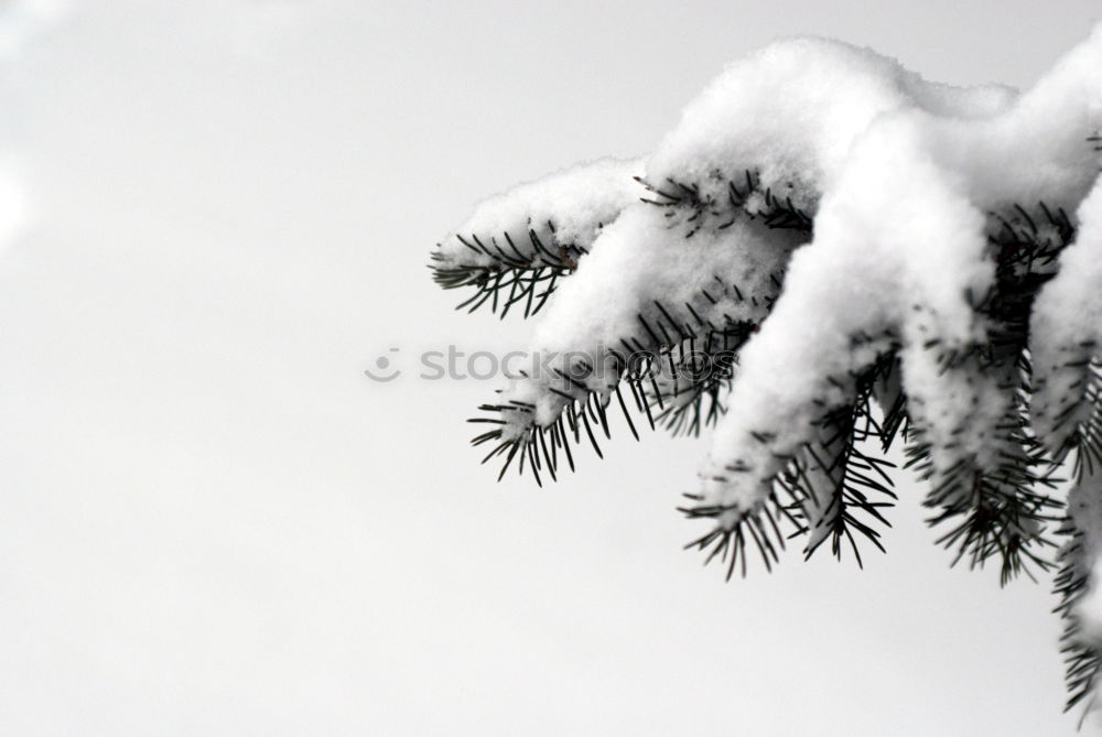 Similar – Foto Bild Schneeweiß schön Sonne