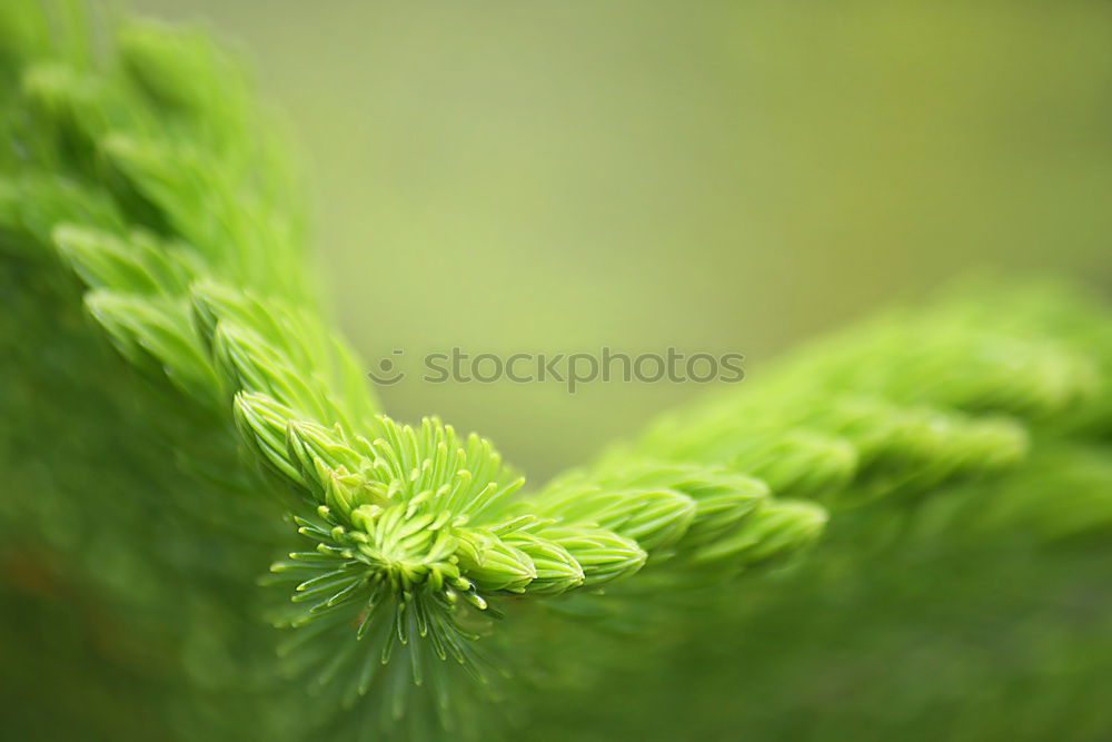 Similar – Image, Stock Photo always green Environment